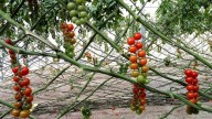 Investigadores españoles inventan un sistema para cultivar tomates usando la mitad de agua y fertilizantes