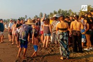 Más de 500 tortugas golfinas son liberadas en Boca de Pascuales, Tecomán