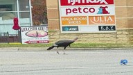 Trotting turkey causing stir in Gloucester