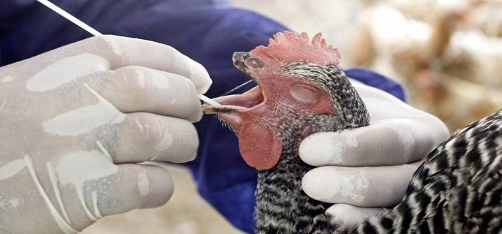 La gripe aviar una enorme amenaza para los seres humanos
