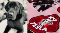 Natalie's Everyday Heroes: K9 Tesla Foundation raises money for therapy dog programs