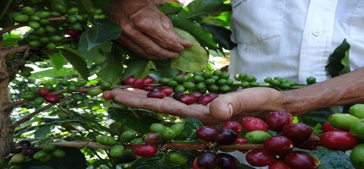 Producción de café aumentó 55% y se exporta a 16 países del mundo