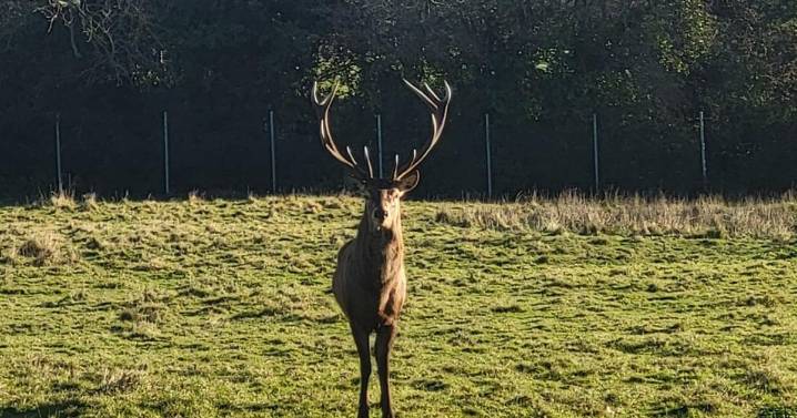 Irish police issue appeal following decapitation of stag in Co Dublin