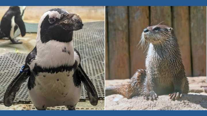 Cameron Park Zoo announces death of penguin, river otter