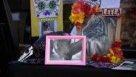 Louisville Zoo honors beloved pets, zoo animals on Dia de los Muertos