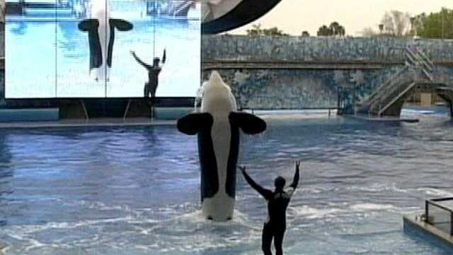 DOJ launches investigation into SeaWorld Orlando