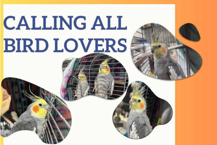 Pets of the Week: Paco and Curly