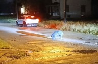 Pig on the loose in Youngstown now home safe