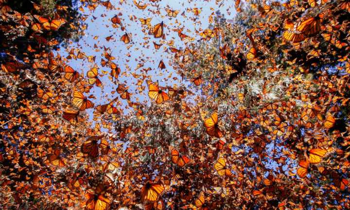 Google celebra la llegada de la mariposa monarca a México con un Doodle lleno de color y conciencia ambiental