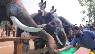 Andhra Dy CM Pawan Kalyan Launches Kumki Elephant Training Centre