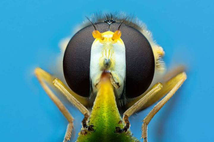 The long-overlooked insects that could save our crops