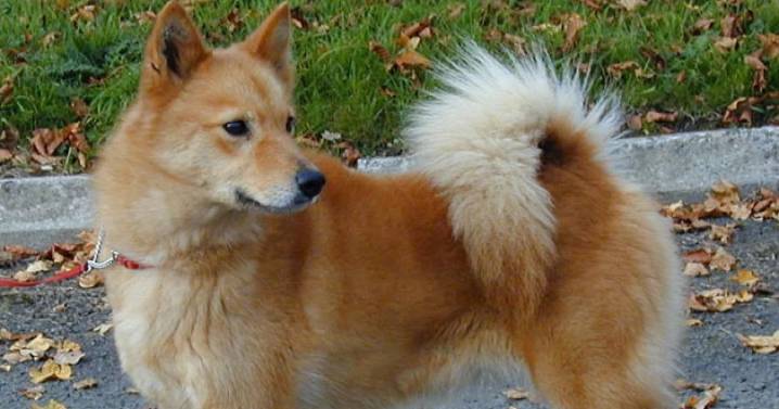 ¿Te negaron rentar en CDMX con tu perro o hijo? Ajustan ley para que puedas hacerlo