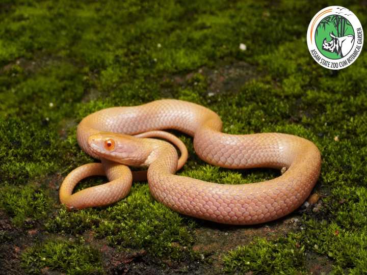 Assam State Zoo team records first-ever Albino Checkered Keelback