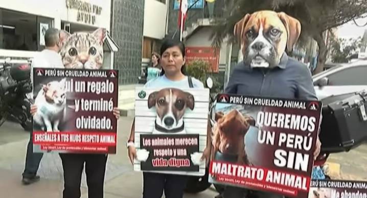 La Victoria: hombre mata a golpes a gatito comunitario por ingresar a su vivienda últimas