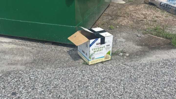 Florida Workers Open A Mysterious Box And Find Furry Babies Fighting To Survive