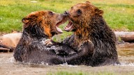 Yellowstone National Park Study Reveals How Much Each Grizzly Death Costs In Lost Tourism Revenue
