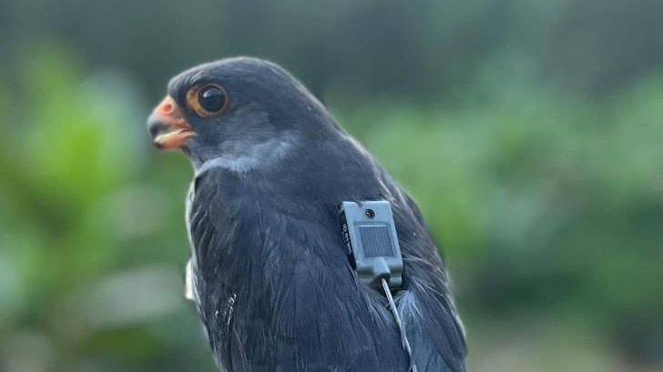 Two Amur Falcons Fly 5,000 km Non-Stop from India to Somalia