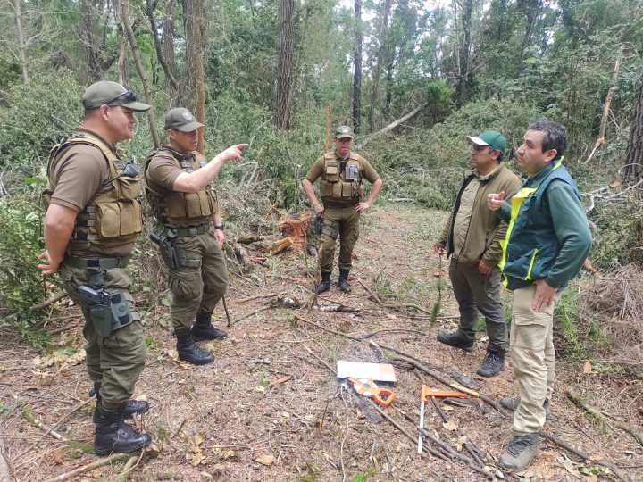 Especies de roble, aromo y lingue: denuncian tala ilegal de bosque nativo en el Parque Nacional Nonguén