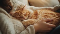 Qué significa que tu gato ronronee encima tuyo, según veterinarios