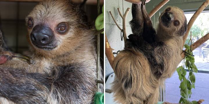 Phoenix Zoo mourns death of beloved sloth, Fernando