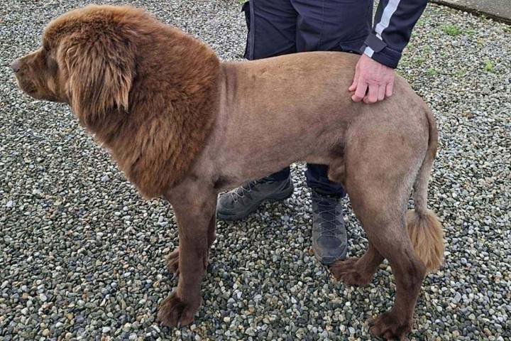 Police Discover Mysterious Lion-Like Animal in the Woods Is Actually a Dog