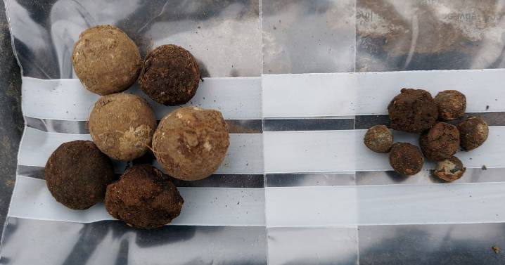 Jacobite projectiles discovered on Culloden battlefield in major historical breakthrough