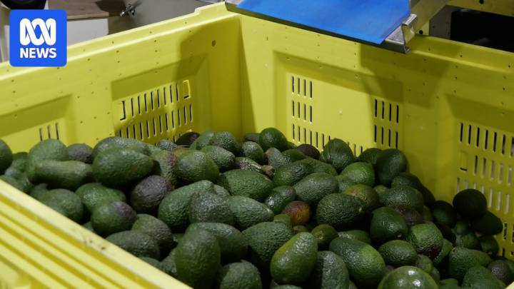 WA avocado growers eye record crop as export negotiations with China continue