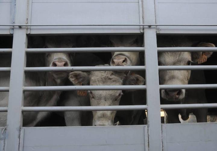 Dermatosis: Inmovilización muy puntual de ganado en Castilla y León de 21 días y «desaparece» la obligación de compra