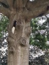 Skunk-like squirrel? Unusual critter spotted in NE Ohio