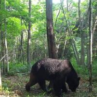 Japan deploys troops after wave of deadly bear attacks