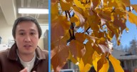 Fall’s colorful shift: expert explains why some leaves change and some don't