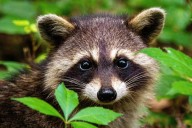 Are Raccoons Becoming the Next Popular Pet in Washington?