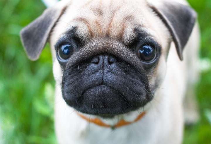 Ultimate Pug Puppy Shopping List: Checklist of 24 Must