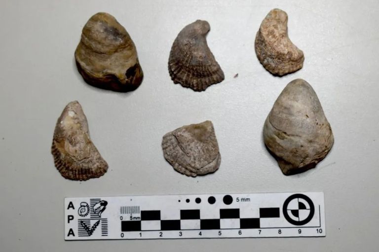 Recuerdan que la compra y venta de fósiles y material arqueológico está prohibida por ley