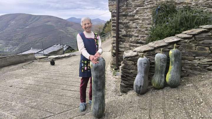Calabazas gigantes en Cangas del Narcea: Delia González cosecha ejemplares de hasta 25 kilos y casi un metro de longitud