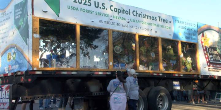 Good Question: How do they keep the Capitol Christmas tree green during transport?