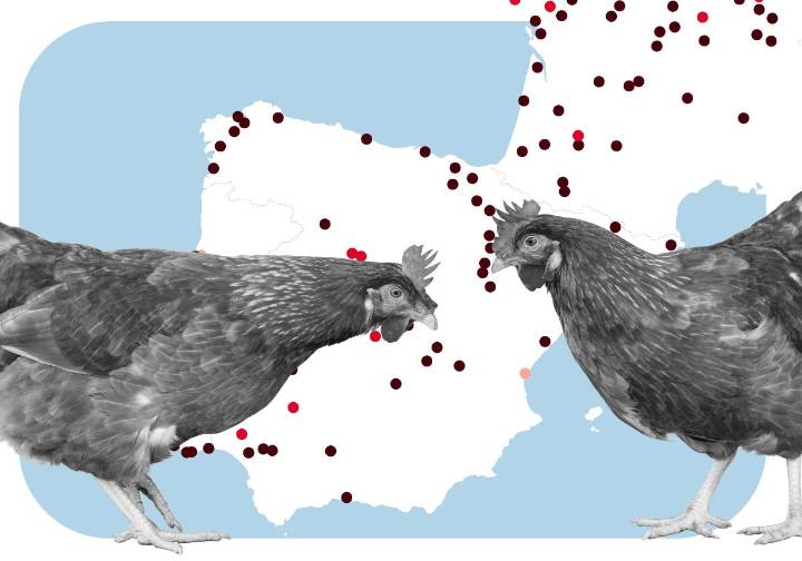Gripe aviar en España: cómo se contagia, casos detectados y zonas de riesgo