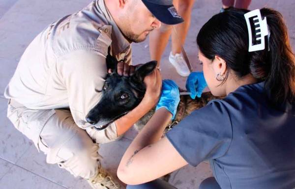Llegarán servicios para mascotas en la Insurgentes