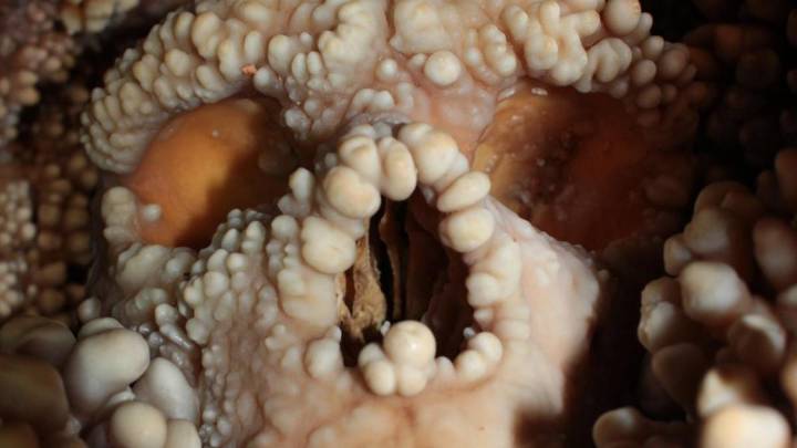 El estudio de las intactas estructuras internas de la nariz del Hombre de Altamura acaba con el debate de la adaptación neandertal al frío