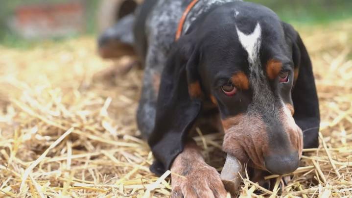 Smokey XI retires as UT mascot for well