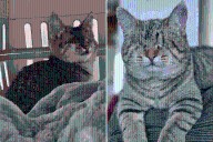 Woman Visits Shelter To Adopt Kitten, Who She Saves Instead Melts Hearts