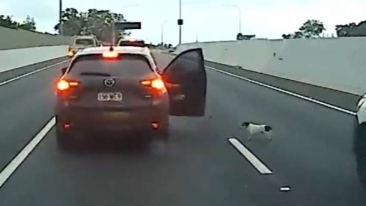 Traffic-dodging dog's hasty getaway on Queensland motorway