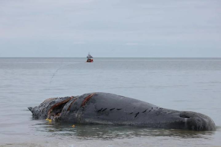 Sperm whale tugged off Nantucket’s north shore