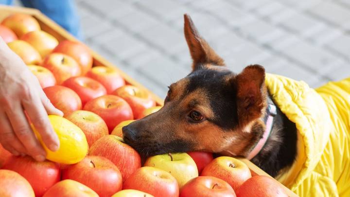Can Dogs Eat Apples or Applesauce?