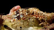 Pistol Shrimp: The Fastest Gun in the Sea