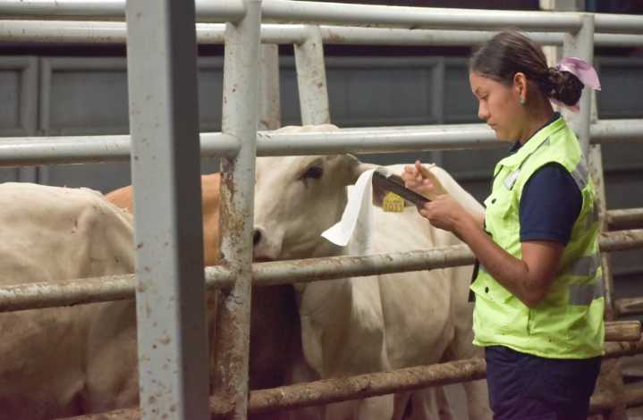 EU activa unidad de dispersión de moscas estériles en Tampico para contener al gusano barrenador