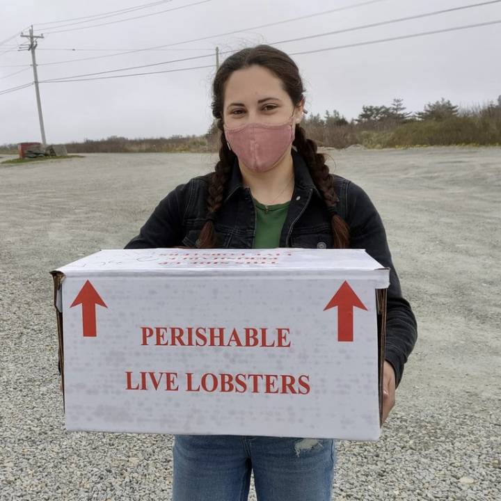 Researchers find microplastics in lobsters caught off the coast of Nova Scotia