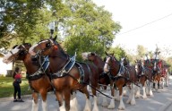 Meet The Budweiser Clydesdales at the Nacogdoches Expo Center