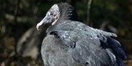Bird flu kills black vultures at Colonial Heights park