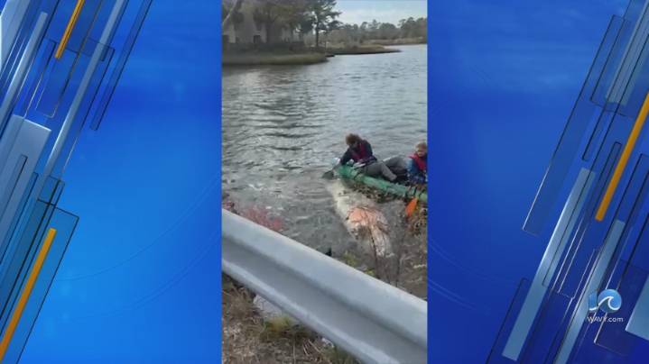 Dead manatee shows up in Linkhorn Bay near Laskin Road